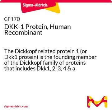 DKK-1 Protein, Human Recombinant The Dickkopf related protein 1 (or Dkk1 protein) is the founding member of the Dickkopf family of proteins that includes Dkk1, 2, 3, 4 &amp; a related protein, Soggy.