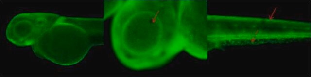 Anti-col2a1a antibody produced in rabbit affinity isolated antibody, buffered aqueous solution