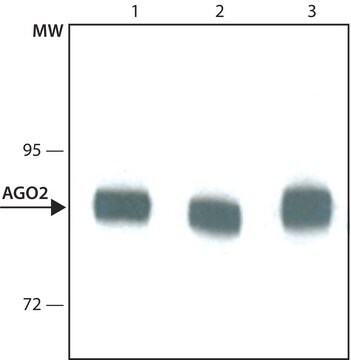 Monoclonal Anti-AGO2 antibody produced in rat ~1.5&#160;mg/mL, clone 11A9, purified immunoglobulin