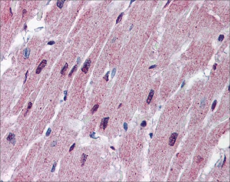 Anti-SPNS2, (N-terminal) antibody produced in rabbit affinity isolated antibody