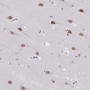 Anti-ARNTL2 antibody produced in rabbit Prestige Antibodies&#174; Powered by Atlas Antibodies, affinity isolated antibody, buffered aqueous glycerol solution