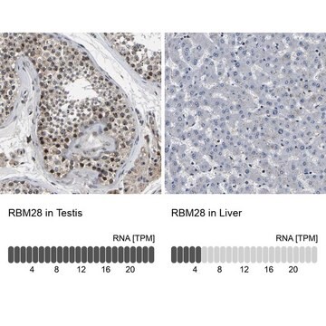 Anti-RBM28 antibody produced in rabbit Prestige Antibodies&#174; Powered by Atlas Antibodies, affinity isolated antibody, buffered aqueous glycerol solution, Ab1