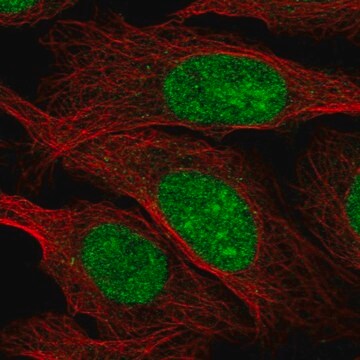 Anti-ZZZ3 antibody produced in rabbit Prestige Antibodies&#174; Powered by Atlas Antibodies, affinity isolated antibody