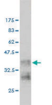 Monoclonal Anti-NRAS antibody produced in mouse clone 2A3, purified immunoglobulin, buffered aqueous solution