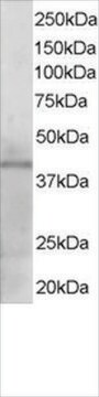 Anti-KLF3/BKLF antibody produced in goat affinity isolated antibody, buffered aqueous solution