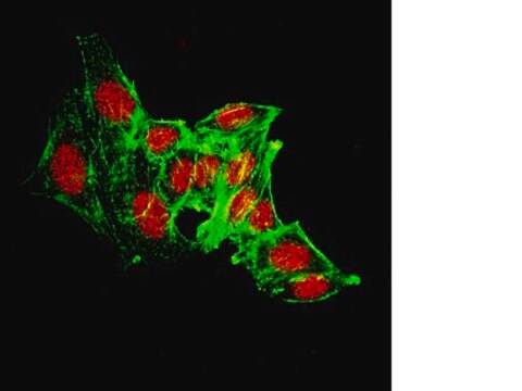 Anti-JMJD4 (NT) Antibody from rabbit