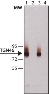 Anti-TGN46 antibody, Mouse monoclonal clone TGN46-52, purified from hybridoma cell culture