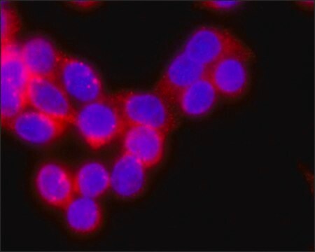 Monoclonal Anti-LGALS3BP antibody produced in mouse clone LGALS3BP-A265, culture supernatant