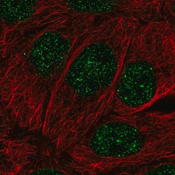 Anti-MBD2 antibody produced in rabbit Prestige Antibodies&#174; Powered by Atlas Antibodies, affinity isolated antibody