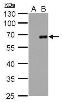 Monoclonal Anti-Factor X antibody produced in mouse clone GT268, affinity isolated antibody