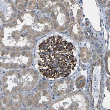 Anti-SLK antibody produced in rabbit Prestige Antibodies&#174; Powered by Atlas Antibodies, affinity isolated antibody, buffered aqueous glycerol solution