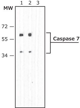 Monoclonal Anti-Caspase 7 antibody produced in rat clone 11E4, purified immunoglobulin, buffered aqueous solution