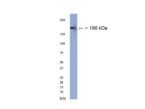 Anti-Neurofascin Antibody, common epitope Chemicon&#174;, from rabbit