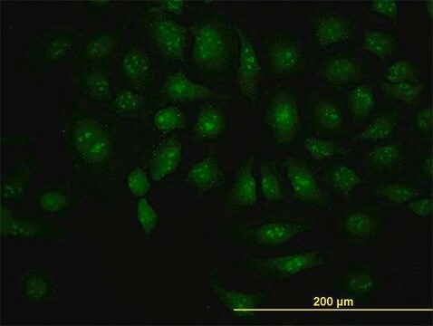 Monoclonal Anti-DCP1A antibody produced in mouse clone 3G4, purified immunoglobulin, buffered aqueous solution