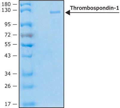 Thrombospondin-1 human recombinant, expressed in HEK 293 cells, lyophilized powder, suitable for cell culture