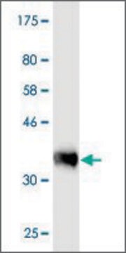 Monoclonal Anti-PRAGMIN antibody produced in mouse clone 1D9, purified immunoglobulin, buffered aqueous solution