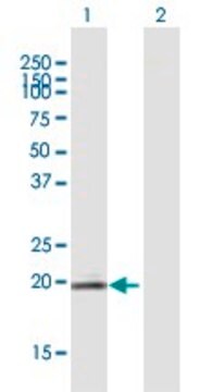 Anti-LOC129530 antibody produced in mouse purified immunoglobulin, buffered aqueous solution