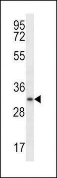 ANTI-MYOGENIN(N-TERMINAL) antibody produced in rabbit affinity isolated antibody, buffered aqueous solution