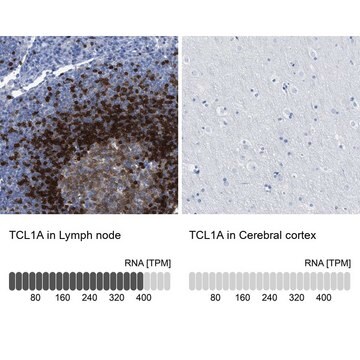 Anti-TCL1A antibody produced in rabbit Prestige Antibodies&#174; Powered by Atlas Antibodies, affinity isolated antibody, buffered aqueous glycerol solution