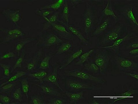 Anti-CDC6 antibody produced in rabbit purified immunoglobulin, buffered aqueous solution