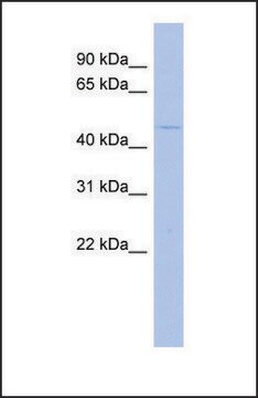 Anti-MAPK12, (N-terminal) antibody produced in rabbit affinity isolated antibody