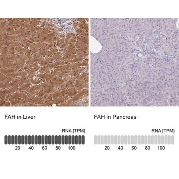 Anti-FAH antibody produced in rabbit Prestige Antibodies&#174; Powered by Atlas Antibodies, affinity isolated antibody, buffered aqueous glycerol solution