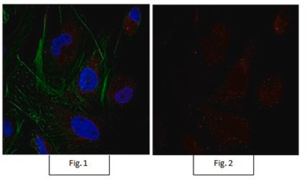 Anti-Sox9 Antibody, Alexa Fluor&#8482; 555 conjugate from rabbit, ALEXA FLUOR&#8482; 555