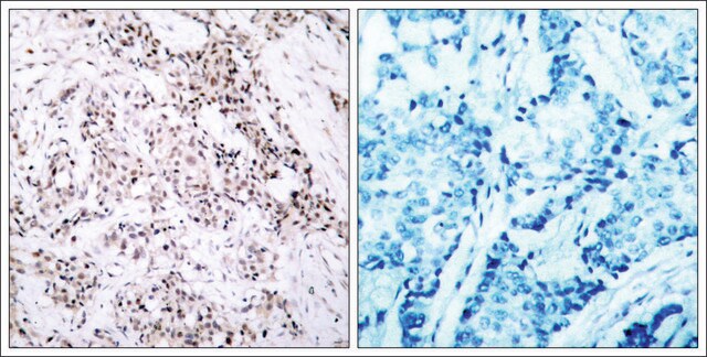 Anti-ESR1 (Ab-106) antibody produced in rabbit affinity isolated antibody