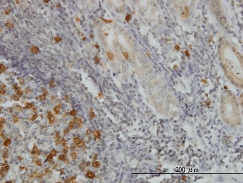 Monoclonal Anti-RRM2 antibody produced in mouse clone 1E1, purified immunoglobulin, buffered aqueous solution