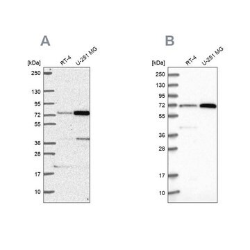 Anti-PES1 antibody produced in rabbit Prestige Antibodies&#174; Powered by Atlas Antibodies, affinity isolated antibody