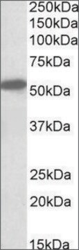 Anti-CNR1 (N-terminal) antibody produced in goat affinity isolated antibody, buffered aqueous solution