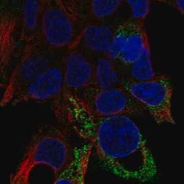 Anti-D2HGDH antibody produced in rabbit Prestige Antibodies&#174; Powered by Atlas Antibodies, affinity isolated antibody