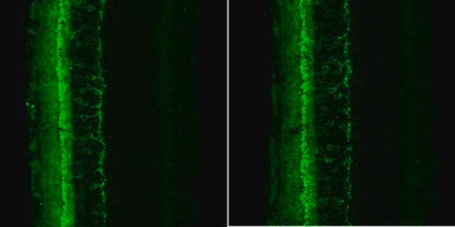 Anti-HCN4 Antibody, clone PG2-1A4 clone PG2-1A4, from rat