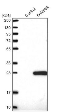 Anti-FAM96A antibody produced in rabbit Prestige Antibodies&#174; Powered by Atlas Antibodies, affinity isolated antibody, buffered aqueous glycerol solution