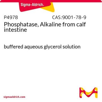 Phosphatase, Alkaline from calf intestine buffered aqueous glycerol solution