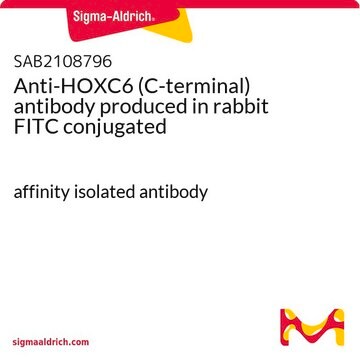 Anti-HOXC6 (C-terminal) antibody produced in rabbit FITC conjugated affinity isolated antibody