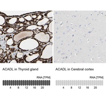 Anti-ACADL antibody produced in rabbit Prestige Antibodies&#174; Powered by Atlas Antibodies, affinity isolated antibody, buffered aqueous glycerol solution