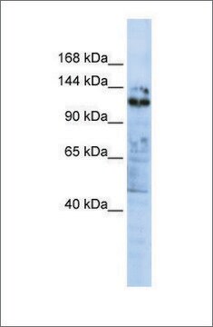 Anti-ZNF451 affinity isolated antibody