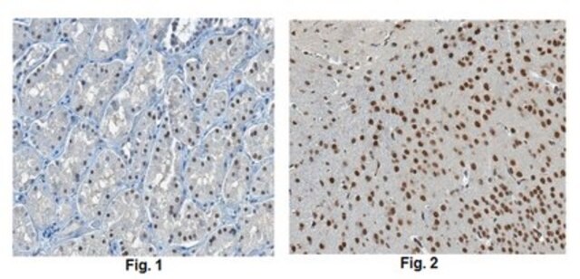 Anti-KDM5B Antibody, clone 15G8.1 clone 15G8.1, from mouse