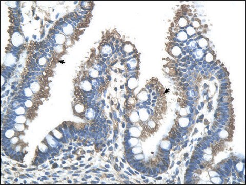 Anti-RNF121 antibody produced in rabbit IgG fraction of antiserum