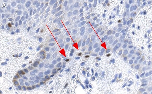 Anti-MITF Antibody, clone 1E2 ZooMAb&#174; Rabbit Monoclonal recombinant, expressed in HEK 293 cells