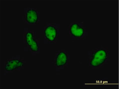 Anti-EP400 antibody produced in mouse purified immunoglobulin, buffered aqueous solution