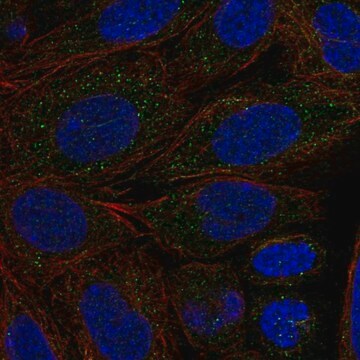 Anti-Cyp2C18 Antibody Produced In Rabbit Prestige Antibodies&#174; Powered by Atlas Antibodies, affinity isolated antibody, buffered aqueous glycerol solution