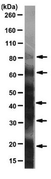 Anti-DNP Antibody, clone 9H8.1 clone 9H8.1, from mouse