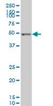 Anti-ALDH2 Mouse mAb (1E5) liquid, clone 1E5, Calbiochem&#174;