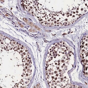 Anti-C11orf49 antibody produced in rabbit Prestige Antibodies&#174; Powered by Atlas Antibodies, affinity isolated antibody, buffered aqueous glycerol solution