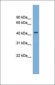 Anti-SERPINB4, (N-terminal) antibody produced in rabbit affinity isolated antibody