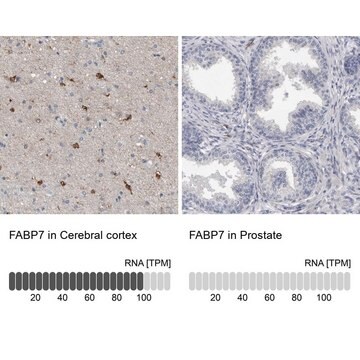 Anti-FABP7 antibody produced in rabbit Prestige Antibodies&#174; Powered by Atlas Antibodies, affinity isolated antibody, buffered aqueous glycerol solution