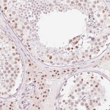 Anti-H2BFWT antibody produced in rabbit Prestige Antibodies&#174; Powered by Atlas Antibodies, affinity isolated antibody, buffered aqueous glycerol solution