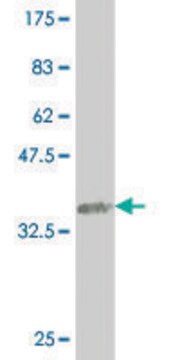 ANTI-SMAD4 antibody produced in mouse clone 1G9, purified immunoglobulin, buffered aqueous solution